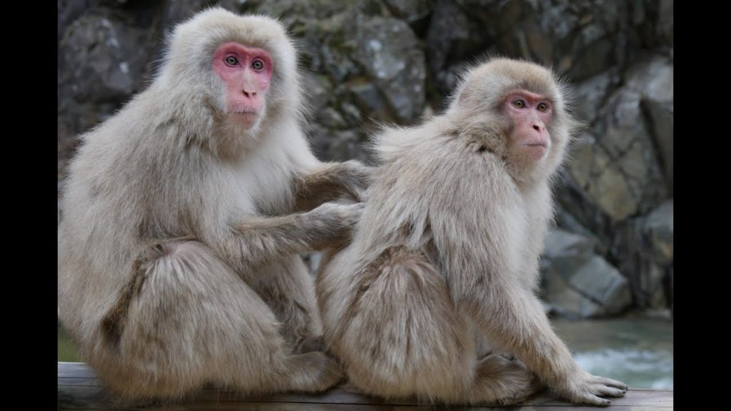 JAPAN VLOG [Kanazawa and Nagano]  #3