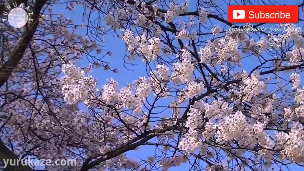 93. Cherry Blossom at Funaoka, Sendai, Miyagi, Tohoku, Japan 93. Cherry Blossom at Funaoka, Sendai, Miyagi, Tohoku, Japan