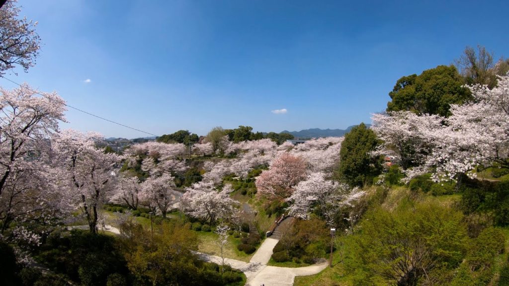 Kikuchi Sakura Park | Kumamoto Prefecture, Japan Kikuchi Sakura Park | Kumamoto Prefecture, Japan