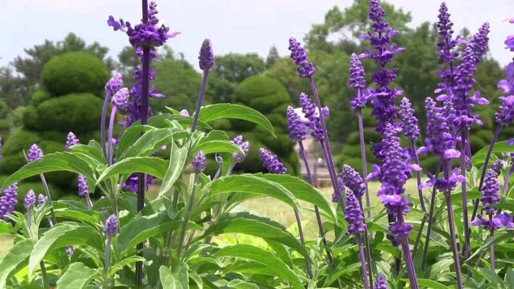 Landscape Japan – Hamamatsu Flower park 浜松フラワーパーク Landscape Japan - Hamamatsu Flower park 浜松フラワーパーク