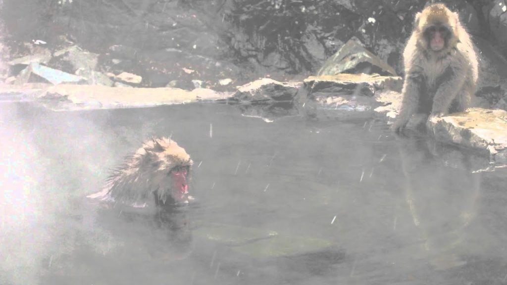 Japanese Snow monkey in Nagano Jigokudani Monkey Park in Japan 1