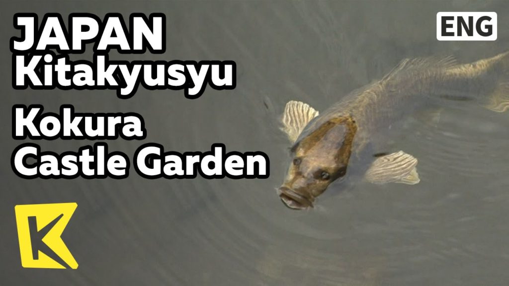 【K】Japan Travel-Kitakyusyu[일본 여행-기타큐슈]황금 잉어가 사는 고쿠라성 정원/Kokura Castle Garden/Golden Carp