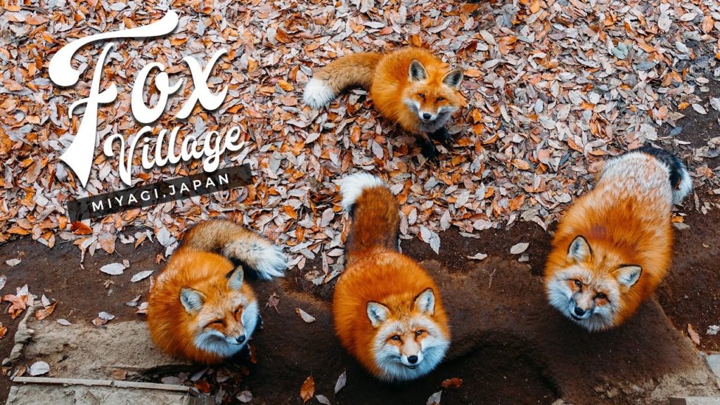 Fox Village in Japan: The Fluffiest Place on Earth! (Miyagi Zao, Shiroishi) キツネ村 Fox Village in Japan: The Fluffiest Place on Earth! (Miyagi Zao, Shiroishi) キツネ村