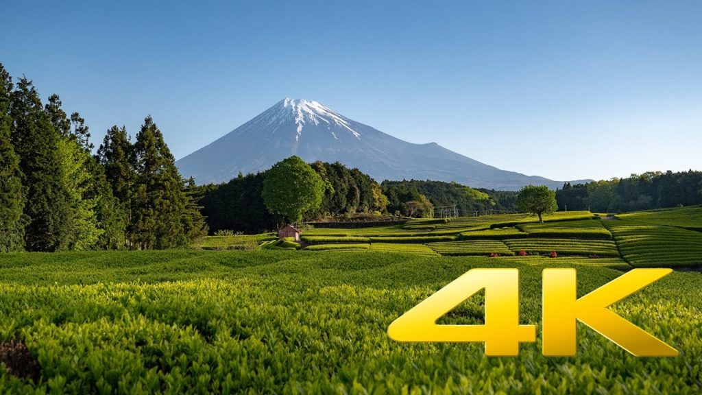 Obuchi Sasaba and Mt. Fuji - Shizuoka -  大淵笹場 - 4K Ultra HD