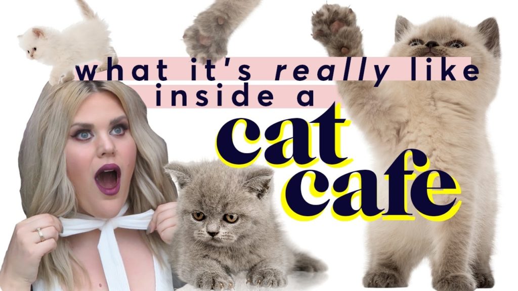 Inside a Japan Cat Cafe | Tokyo Travel Vlog