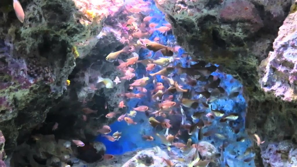 Okinawa - Bus Tour to Churaumi