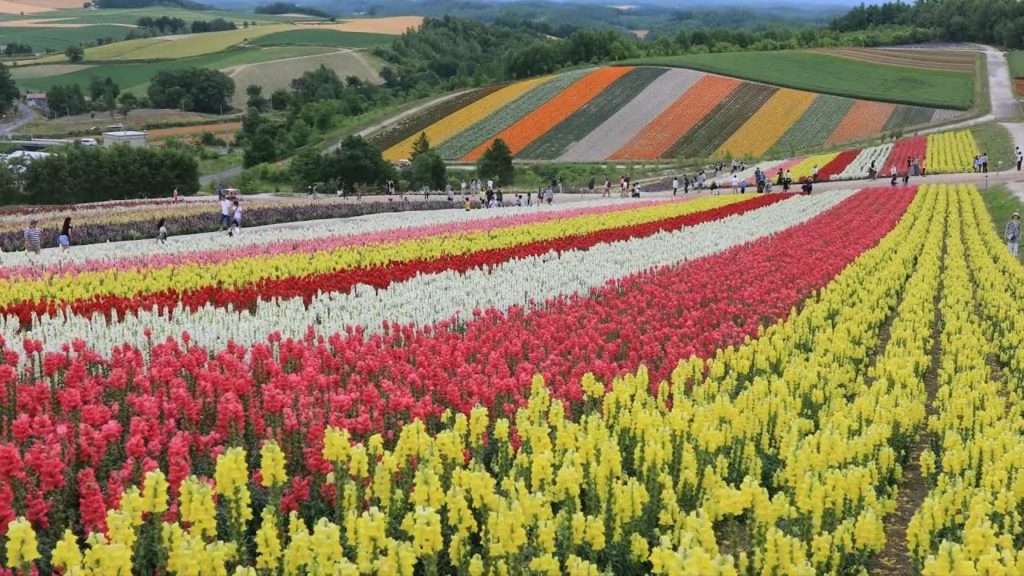 (4K)夏の美瑛・富良野・旭川の風景[Hokkaido Biei Furano Asahikawa](ダイジェスト版)