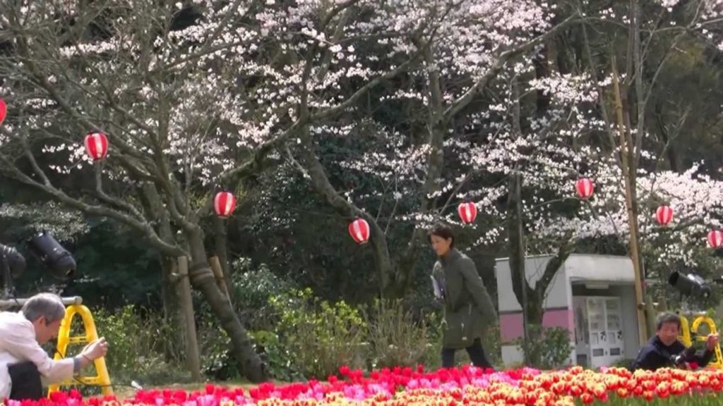 浜松フラワーパーク・桜＆チューリップ祭り6,Sakura＆Tulip festa,Hamamatsu,Japan