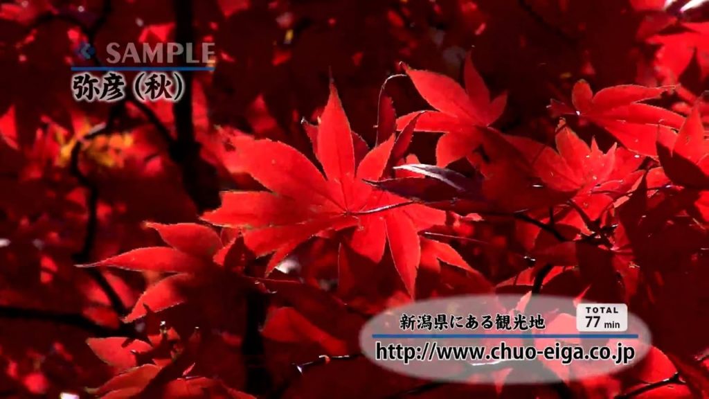 【HD】Yahiko, Niigata (Fall & Autumn Colors) | 弥彦 ~新潟県にある観光地~ (秋,紅葉) 【HD】Yahiko, Niigata (Fall & Autumn Colors) | 弥彦 ~新潟県にある観光地~ (秋,紅葉)