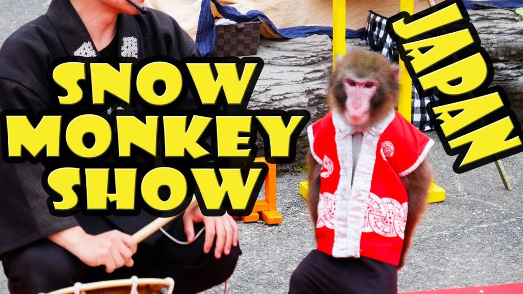 Amazing Snow Monkey Show in Nagano Japan