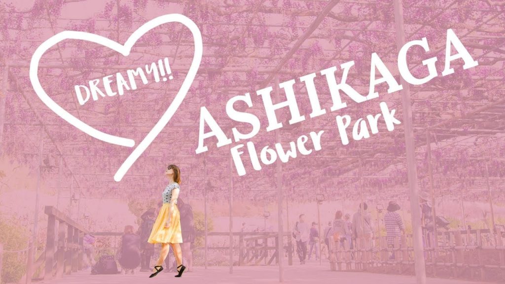 Dreamy!! The Ashikaga Flower Park Wisteria Tunnels | Travel on the Brain Dreamy!! The Ashikaga Flower Park Wisteria Tunnels | Travel on the Brain