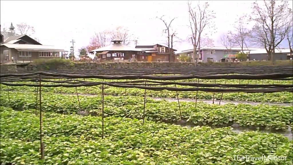 Daio Wasabi Farm outside Matsumoto, Nagano, Japan