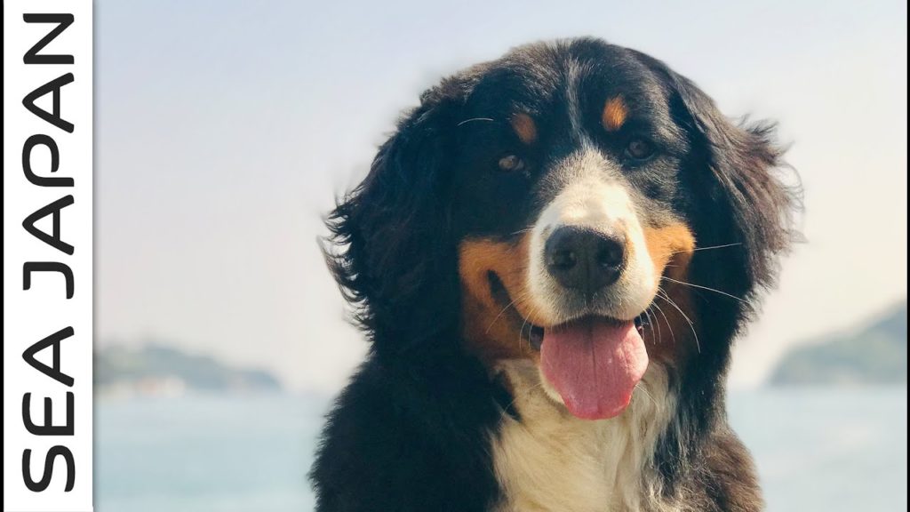 What has been happening? [Sea Japan - Ep23]