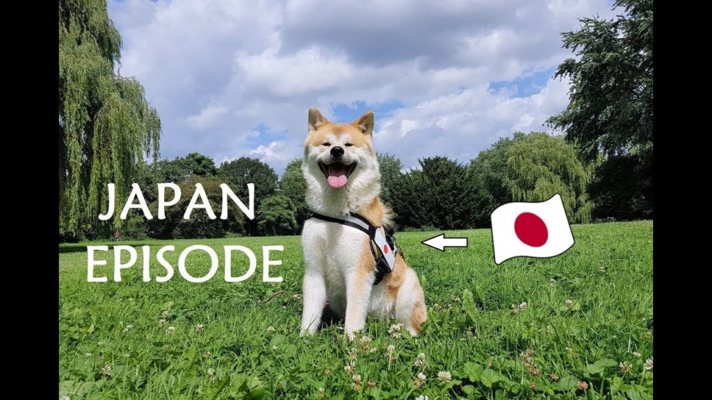 Akita Inu – Japan Episode (秋田犬) Akita Inu - Japan Episode (秋田犬)