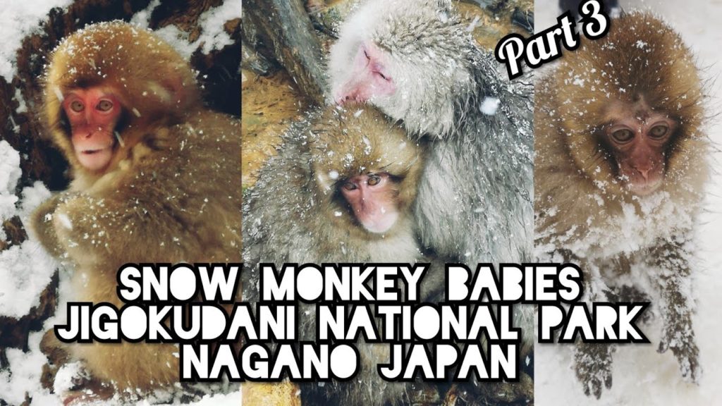 BABIES 🐵 SNOW MONKEYS @ Jigokudani National Park NAGANO JAPAN by Adeyto 📽️ Huawei P20 PRO
