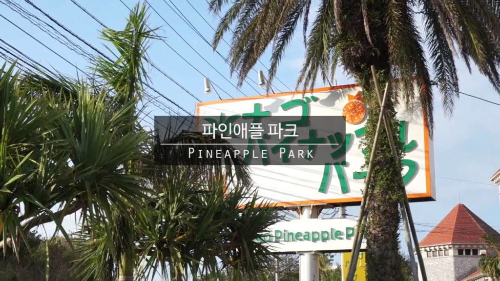 [담쓰] 오키나와 여행 day2 (츄라우미 수족관, 파인애플파크, Okinawa, Japan trip)