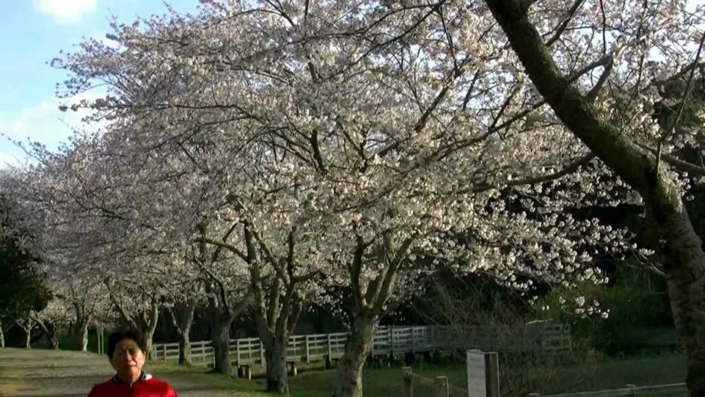 美しい桜・浜松・佐鳴湖公園1,Sakura,Lake-Sanaru,Hamamatsu,Japan