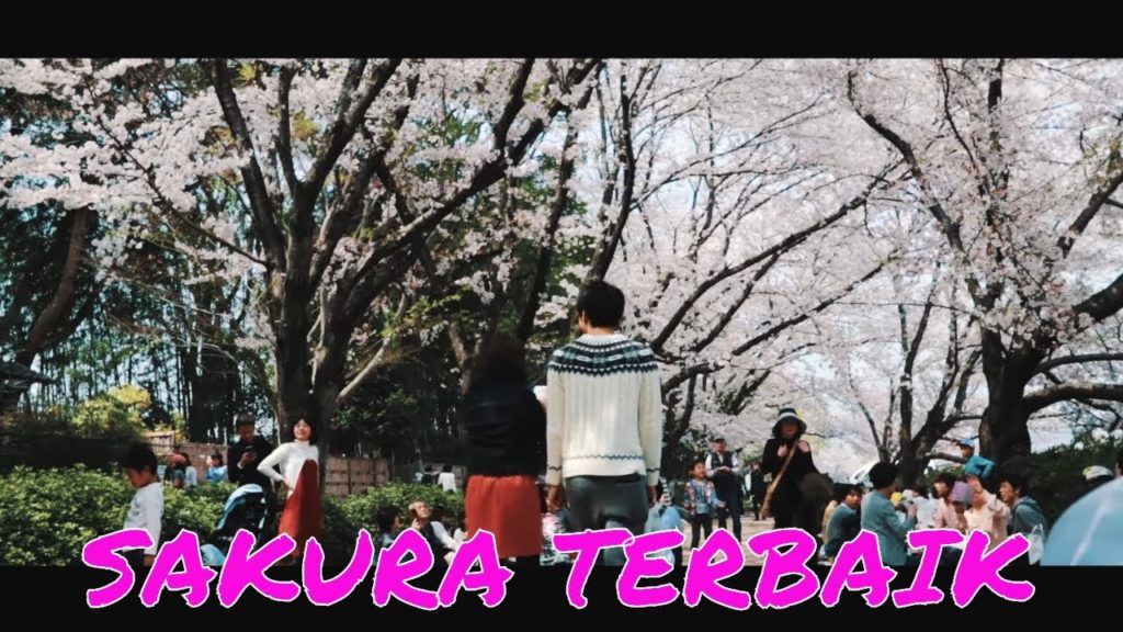 TEMPAT TERBAIK MENIKMATI MUSIM SEMI (SAKURA) DI JEPANG (KORAKUEN, OKAYAMA)
