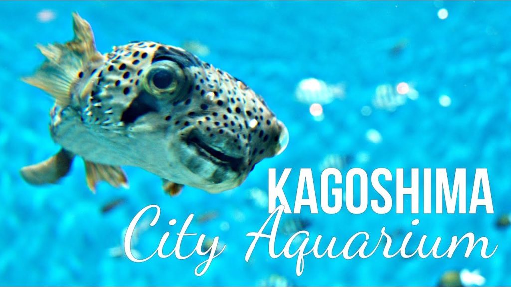 🔴 Kagoshima City Aquarium - Kyushu, Japan / いおワールドかごしま水族館