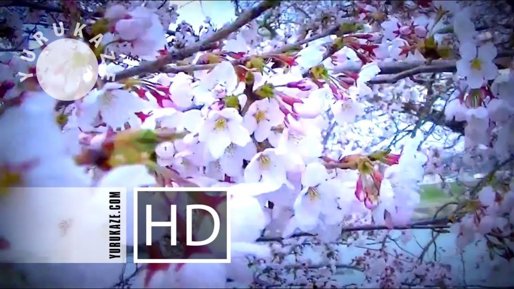 92. Sakura at Funaoka, Sendai, Miyagi, Tohoku, Japan 92. Sakura at Funaoka, Sendai, Miyagi, Tohoku, Japan
