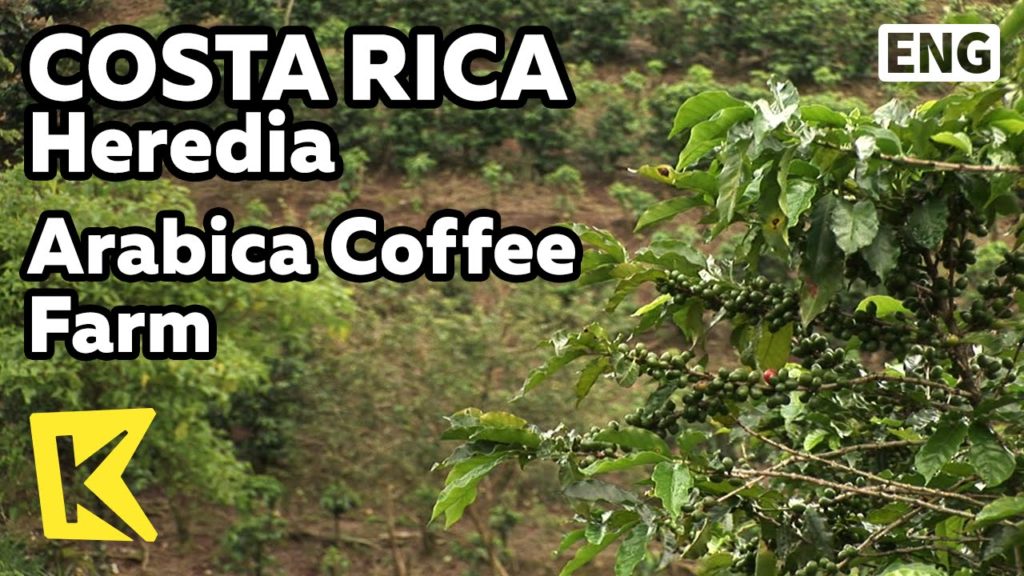 【K】Costa Rica Travel-Heredia[코스타리카 여행-에레디아]아라비카 커피 농장 투어/Britt Coffee Farm Tour/Arabica/Espresso