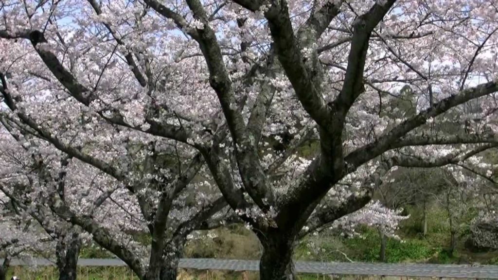 浜松フラワーパーク・桜＆チューリップ祭り2,Sakura＆Tulip festa,Hamamatsu,Japan