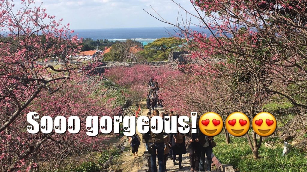 Sakura / Cherry Blossom at Nakijin Castle Ruins