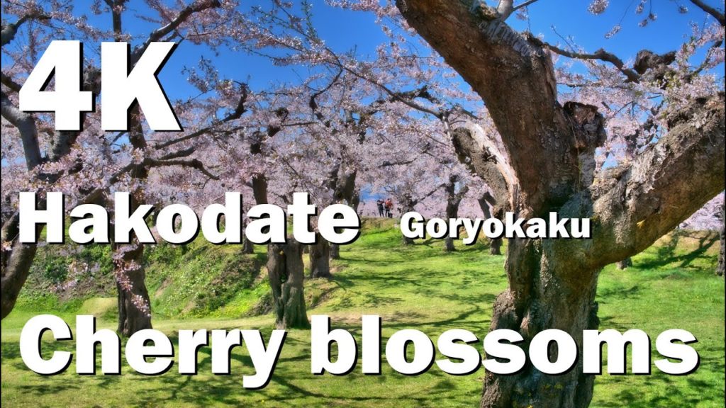 hakodate japan cherry blossoms in hakodate 2016 ［4k ultra HD］