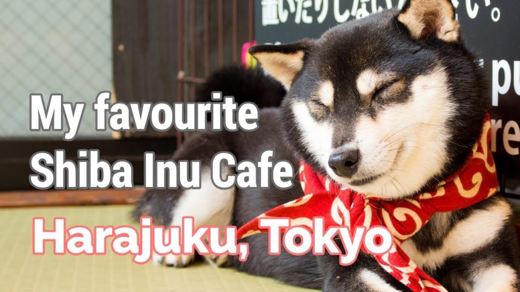 My Favourite Animal Cafe in Harajuku | JAPAN TRAVEL GUIDE