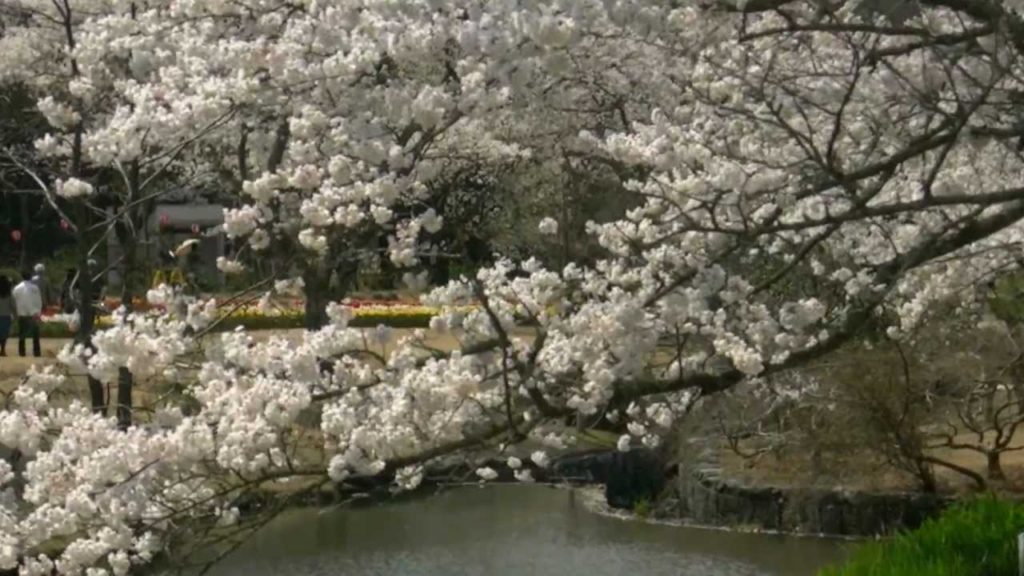 浜松フラワーパーク・桜＆チューリップ祭り4,Sakura＆Tulip festa,Hamamatsu,Japan