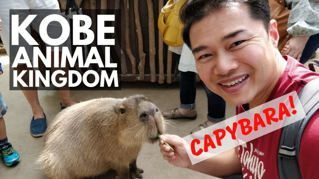 Kobe Animal Kingdom 神戸どうぶつ王国 | Vlog 68 | Lin Nyunt Kobe Animal Kingdom 神戸どうぶつ王国 | Vlog 68 | Lin Nyunt