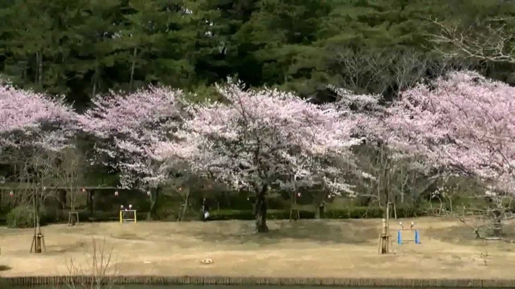 浜松フラワーパーク・桜＆チューリップ祭り9,Sakura＆Tulip festa,Hamamatsu,Japan