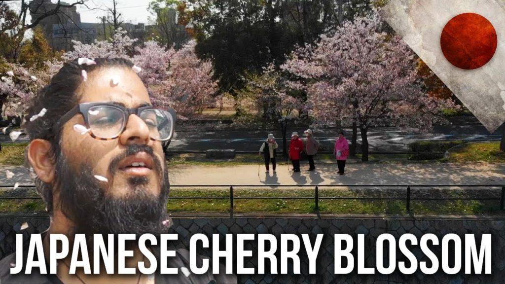 BEST CHERRY BLOSSOM (sakura) VIEWING IN JAPAN! – Hiroshima Japan BEST CHERRY BLOSSOM (sakura) VIEWING IN JAPAN! - Hiroshima Japan