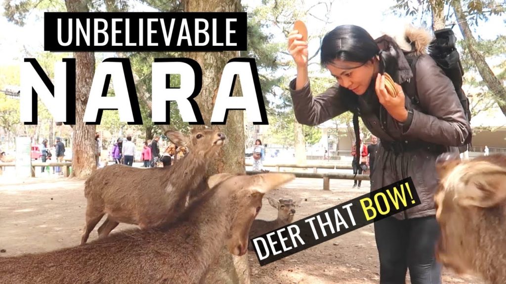 NARA Travel Guide | BOWING DEER PARK in JAPAN
