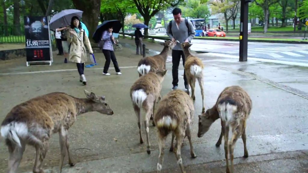 Japan Travel Guide: Osaka and Nara, Japanese Deer City