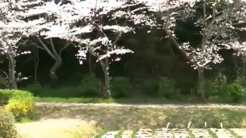 浜松フラワーパーク・桜&チューリップ祭り3,Sakura&Tulip festa,Hamamatsu,Japan 浜松フラワーパーク・桜&チューリップ祭り3,Sakura&Tulip festa,Hamamatsu,Japan