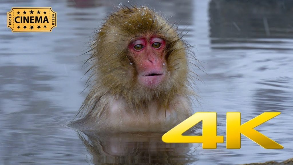 The Japanese Snow Monkeys of Jigokudani in Nagano – 4K Remastered The Japanese Snow Monkeys of Jigokudani in Nagano - 4K Remastered