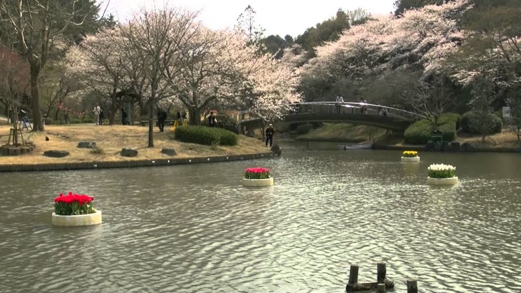 浜松フラワーパーク・桜＆チューリップ祭り11,Sakura＆Tulip festa,Hamamatsu,Japan