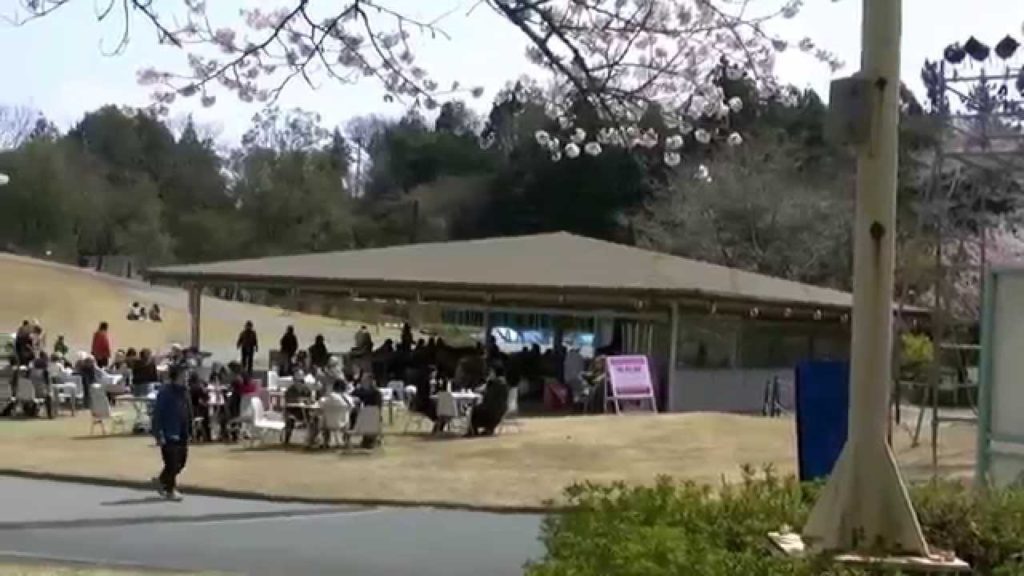 浜松フラワーパーク・桜＆チューリップ祭り1,Sakura＆Tulip festa,Hamamatsu,Japan