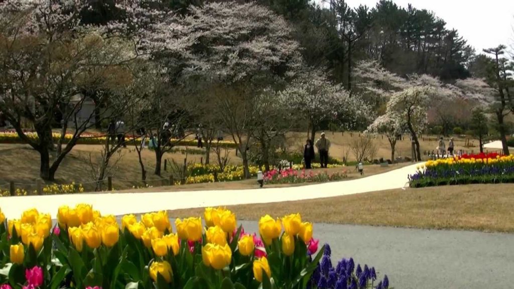 浜松フラワーパーク・桜＆チューリップ祭り5,Sakura＆Tulip festa,Hamamatsu,Japan