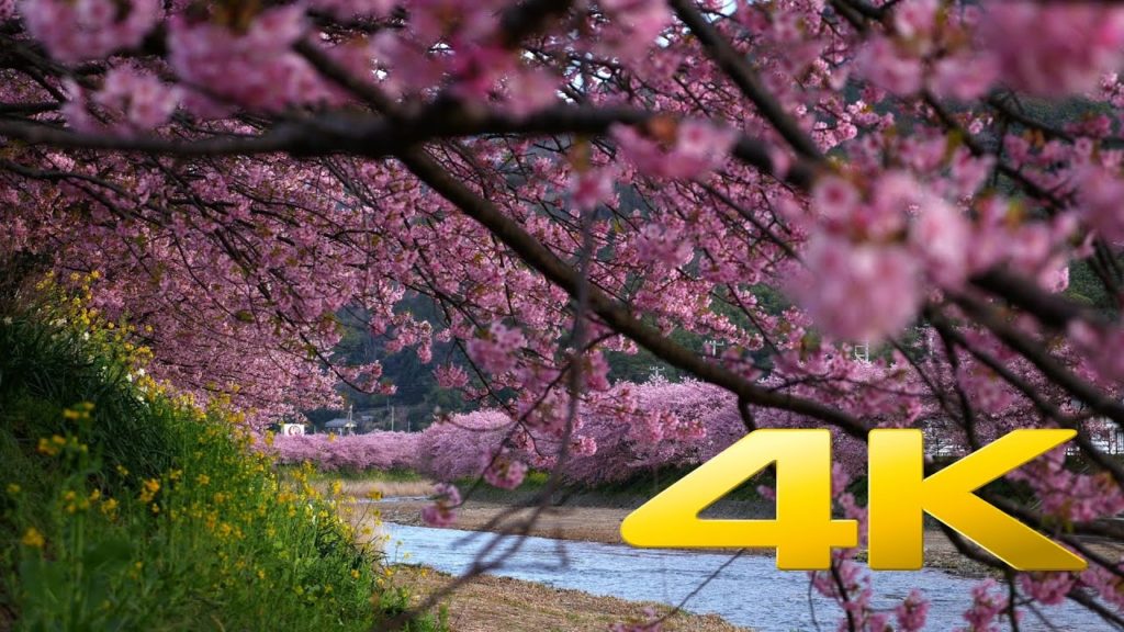 Kawazu Sakura Festival - Shizuoka - 河津桜祭り- 4K Ultra HD