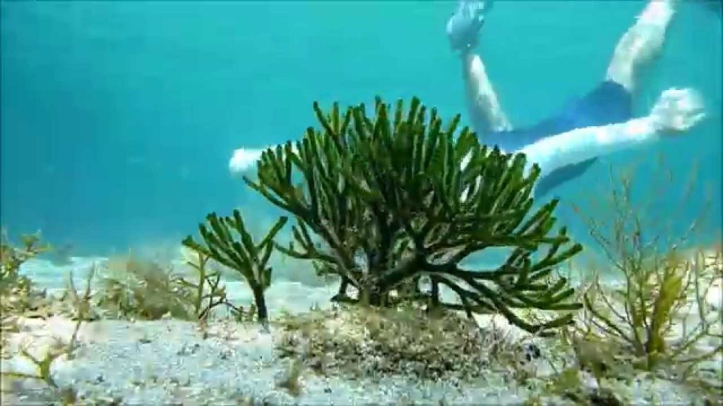 G.Sugisawa in Sado-Shi , Niigata-Ken, Japan