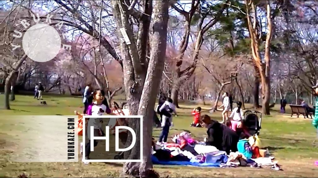 74. Sakura in Mikamine Park at Nishitaga, Sendai, Miyagi, Tohoku, Japan 74. Sakura in Mikamine Park at Nishitaga, Sendai, Miyagi, Tohoku, Japan