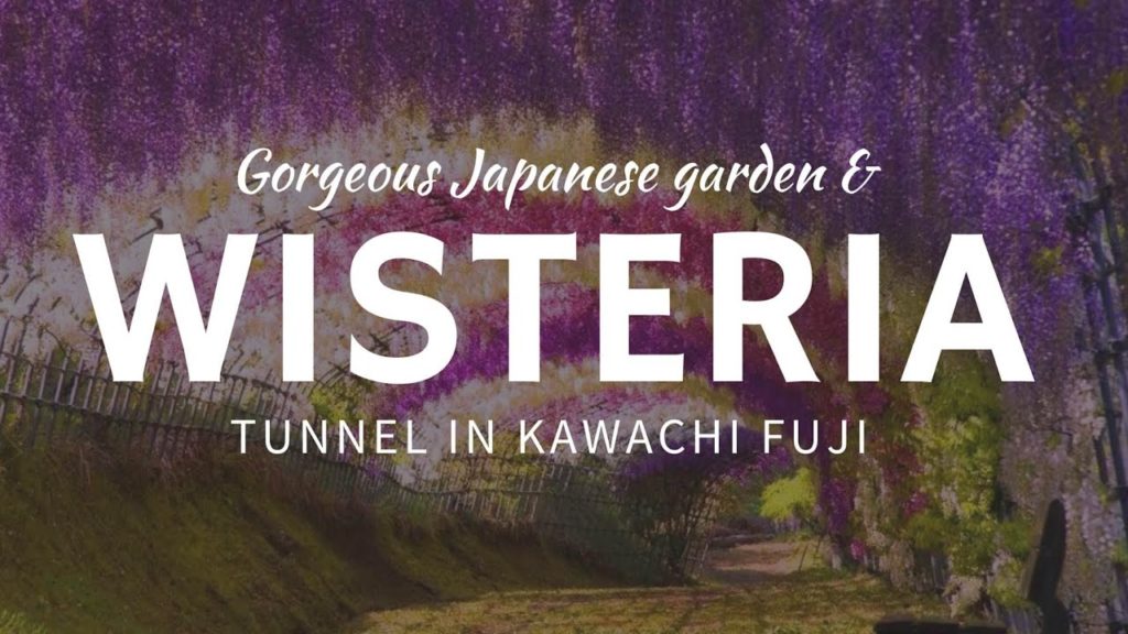 Flamboyant WISTERIA tunnels – colorful tourism destinations of Japan Flamboyant WISTERIA tunnels – colorful tourism destinations of Japan