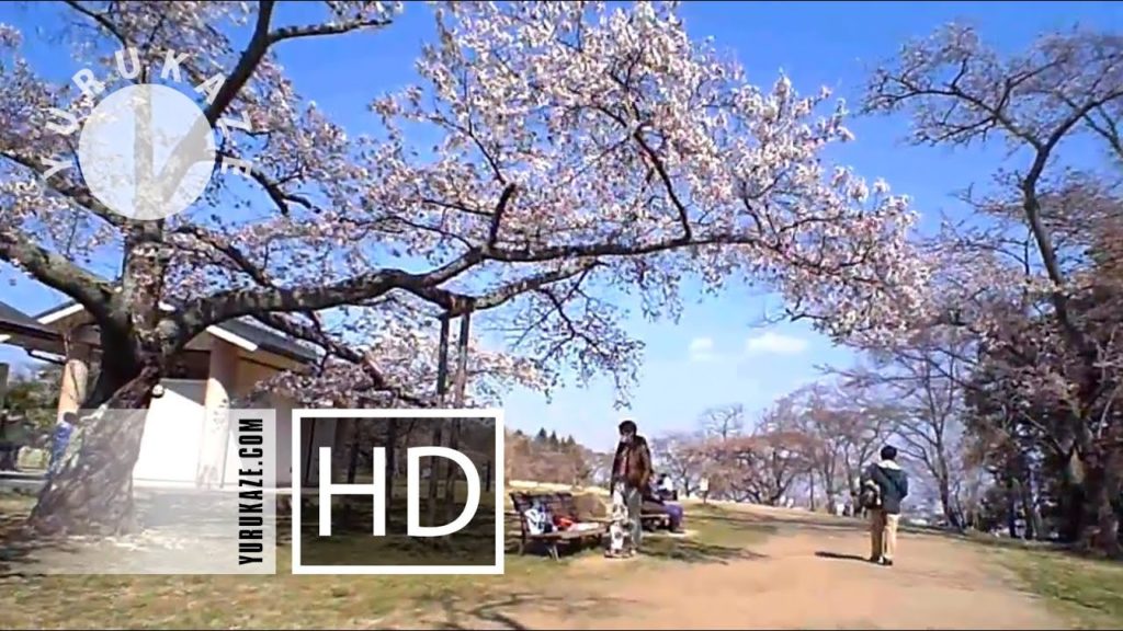 78. Bike ride - Hanami and Sakura in Mikamine Park at Nishitaga, Sendai, Miyagi, Tohoku, Japan