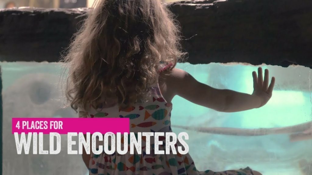 Florida Travel: 4 Places for Wild Encounters