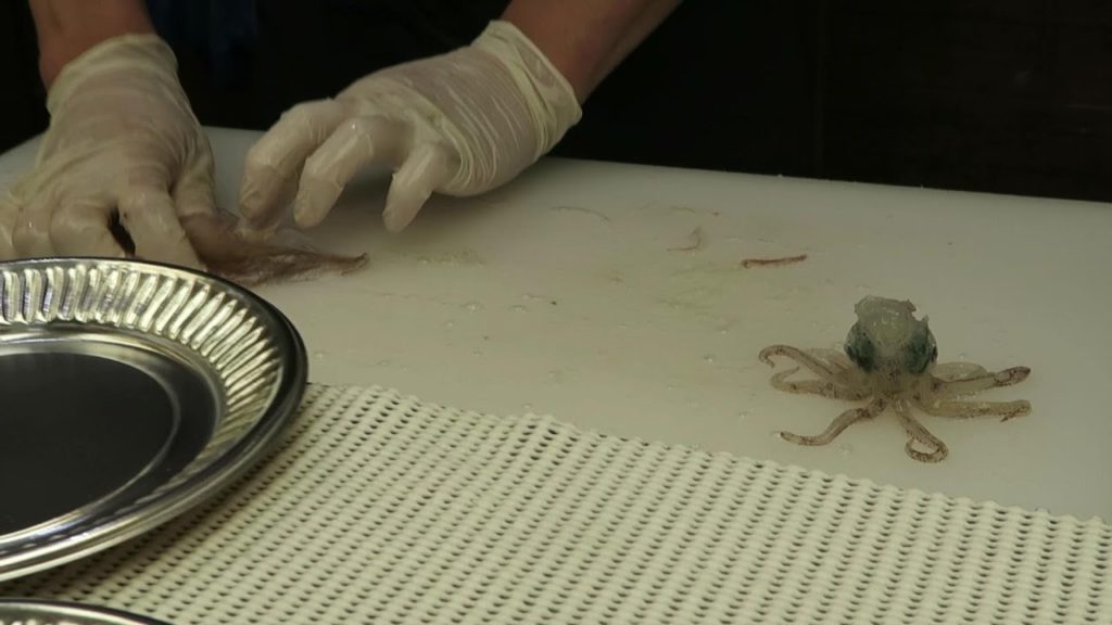 Fishing Squid in Hakodate Asaichi