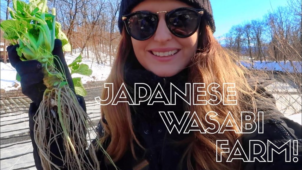 NAGANO PREFECTURE - Visiting a Wasabi Farm!