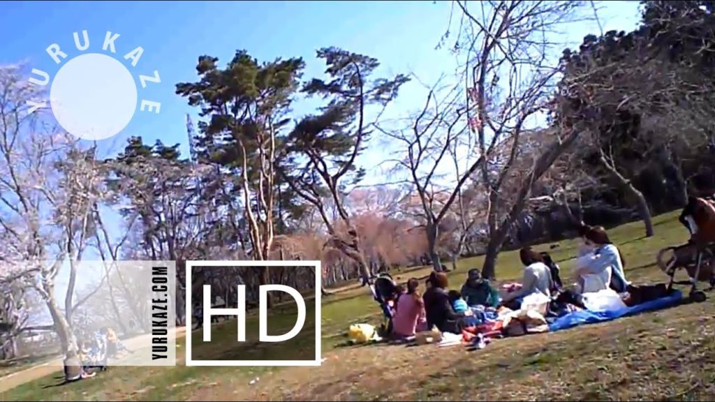79. Hanami and Sakura in Mikamine Park at Nishitaga, Sendai, Miyagi, Tohoku, Japan 79. Hanami and Sakura in Mikamine Park at Nishitaga, Sendai, Miyagi, Tohoku, Japan