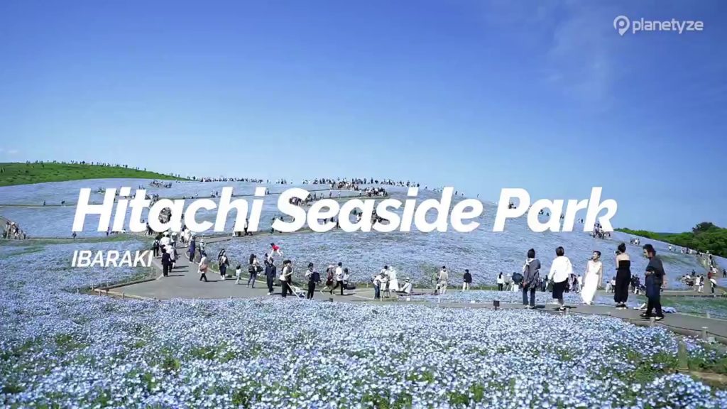 Hitachi Seaside Park, Ibaraki | Japan Travel Guide Hitachi Seaside Park, Ibaraki | Japan Travel Guide